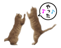 A stray cat moves 3 sticker #15776963