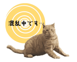 A stray cat moves 3 sticker #15776967