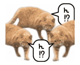 A stray cat moves 3 sticker #15776968