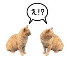 A stray cat moves 3 sticker #15776969