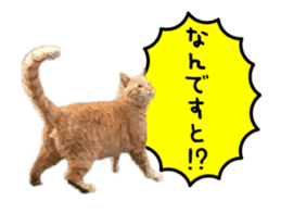 A stray cat moves 3 sticker #15776970