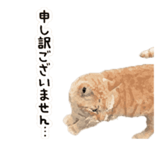 A stray cat moves 3 sticker #15776973