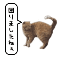 A stray cat moves 3 sticker #15776974