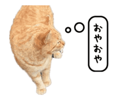 A stray cat moves 3 sticker #15776976