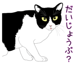 Stray cats in the garden. + kittens 2. sticker #15777036