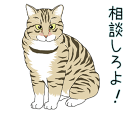 Stray cats in the garden. + kittens 2. sticker #15777043