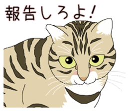 Stray cats in the garden. + kittens 2. sticker #15777045