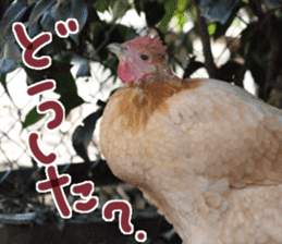 Chicken's tama sticker #15778530
