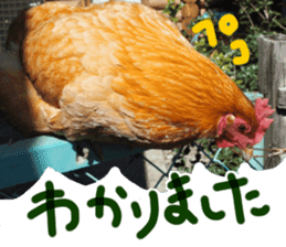 Chicken's tama sticker #15778531