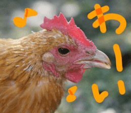 Chicken's tama sticker #15778535