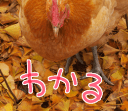 Chicken's tama sticker #15778542
