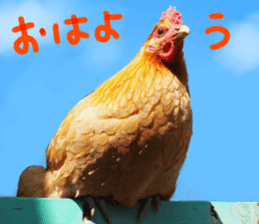 Chicken's tama sticker #15778543