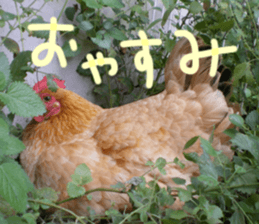 Chicken's tama sticker #15778545
