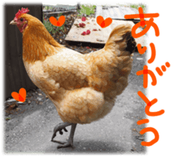 Chicken's tama sticker #15778546