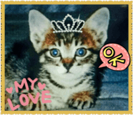 Lovely Cats #3 sticker #15782243