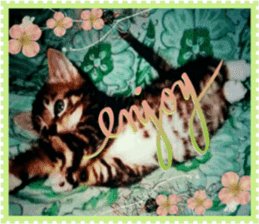 Lovely Cats #3 sticker #15782246