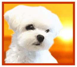 Maltese dog in a dawn.-part3- sticker #15783942