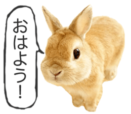 Mr MOQ the Rabbit version.2 sticker #15792624