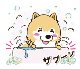 A sticker willingly. Pomeranian Act sticker #15793661