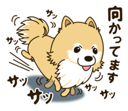 A sticker willingly. Pomeranian Act sticker #15793666