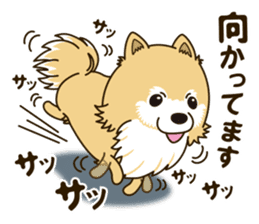 A sticker willingly. Pomeranian Act sticker #15793666