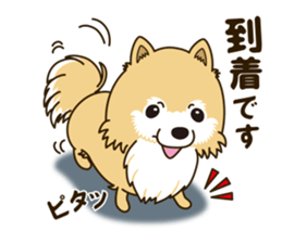 A sticker willingly. Pomeranian Act sticker #15793673