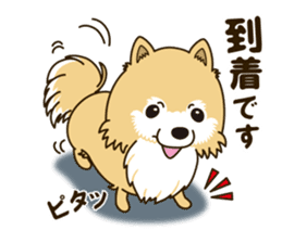 A sticker willingly. Pomeranian Act sticker #15793673