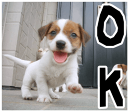MIEDOG Jack Russell terrier sticker 18 sticker #15794778