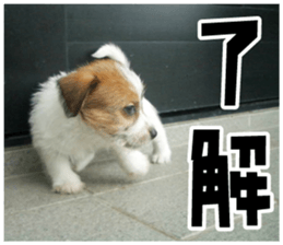 MIEDOG Jack Russell terrier sticker 18 sticker #15794779