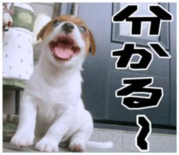 MIEDOG Jack Russell terrier sticker 18 sticker #15794780