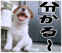 MIEDOG Jack Russell terrier sticker 18 sticker #15794780