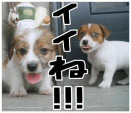 MIEDOG Jack Russell terrier sticker 18 sticker #15794781