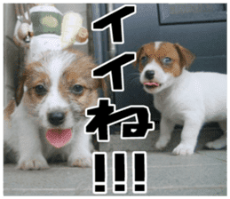 MIEDOG Jack Russell terrier sticker 18 sticker #15794781