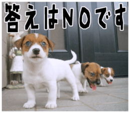 MIEDOG Jack Russell terrier sticker 18 sticker #15794782