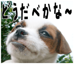 MIEDOG Jack Russell terrier sticker 18 sticker #15794783