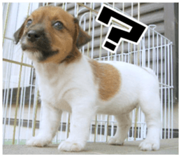 MIEDOG Jack Russell terrier sticker 18 sticker #15794784