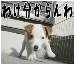 MIEDOG Jack Russell terrier sticker 18 sticker #15794785