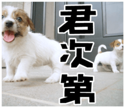 MIEDOG Jack Russell terrier sticker 18 sticker #15794786