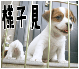 MIEDOG Jack Russell terrier sticker 18 sticker #15794787