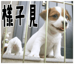 MIEDOG Jack Russell terrier sticker 18 sticker #15794787