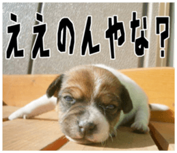 MIEDOG Jack Russell terrier sticker 18 sticker #15794789