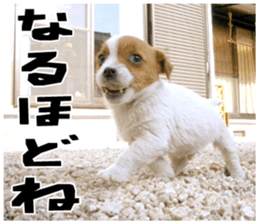 MIEDOG Jack Russell terrier sticker 18 sticker #15794790