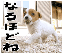MIEDOG Jack Russell terrier sticker 18 sticker #15794790