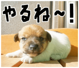 MIEDOG Jack Russell terrier sticker 18 sticker #15794791