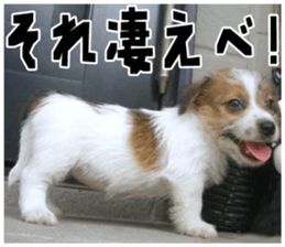 MIEDOG Jack Russell terrier sticker 18 sticker #15794792