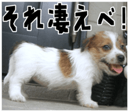 MIEDOG Jack Russell terrier sticker 18 sticker #15794792