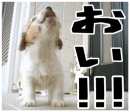 MIEDOG Jack Russell terrier sticker 18 sticker #15794793