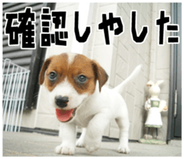 MIEDOG Jack Russell terrier sticker 18 sticker #15794794