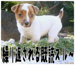 MIEDOG Jack Russell terrier sticker 18 sticker #15794795