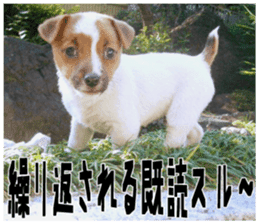 MIEDOG Jack Russell terrier sticker 18 sticker #15794795
